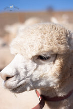 Load image into Gallery viewer, The Abraham Beanie
