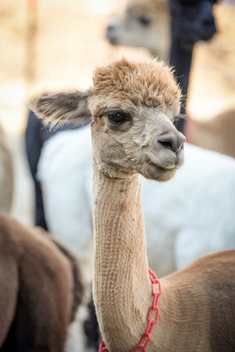 5 Reasons to Choose Alpaca Over Other Natural Fibers