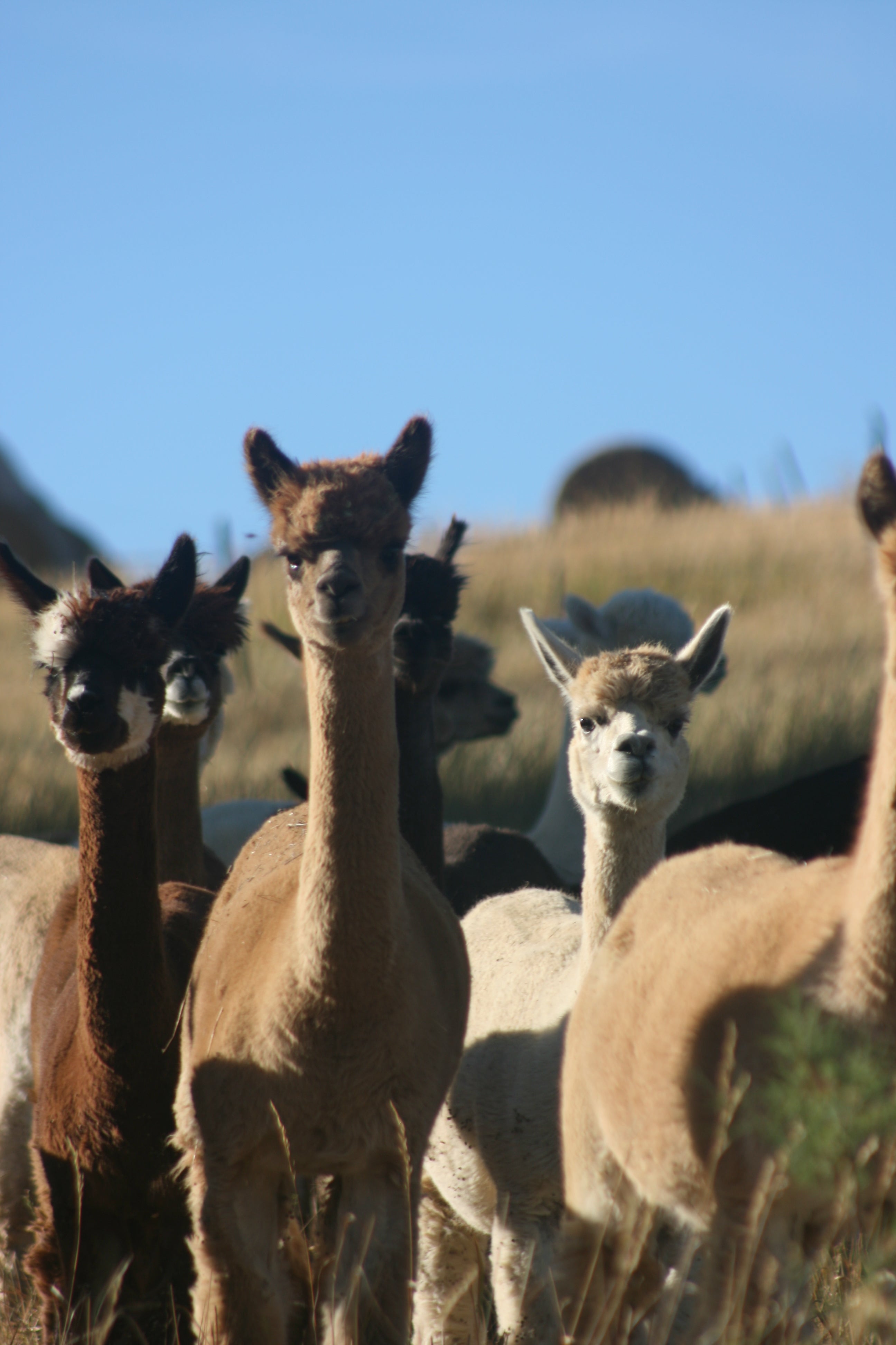Pack out to see alpacas!