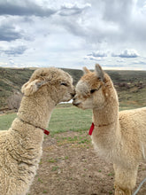 Load image into Gallery viewer, Alpaca Post Cards