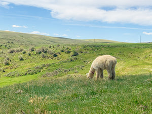 Alpaca Tour