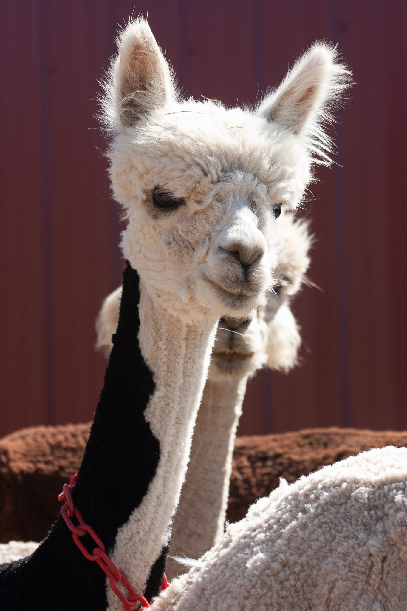 Alpaca, facts and information